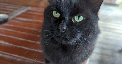 Cat missing for TWO YEARS found just metres away from her home - www.manchestereveningnews.co.uk
