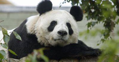 Final chance to see Edinburgh Zoo pandas ahead of return to China - www.dailyrecord.co.uk - Britain - Scotland - China - Beyond