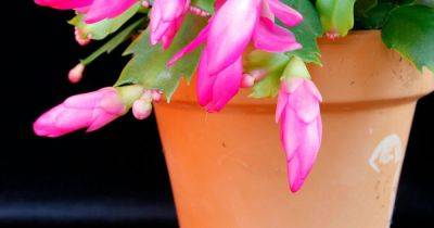 Common Christmas cactus error that can stunt plant's growth and 'drop blooms' - www.dailyrecord.co.uk - Beyond