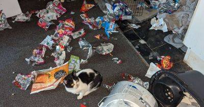 Man banned from keeping animals after abandoning his starving cats for 12 days over Christmas - www.manchestereveningnews.co.uk