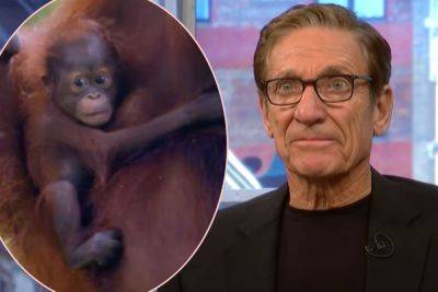 Maury Povich Settles A Paternity Suit… For A Baby Orangutan?! - perezhilton.com - Britain