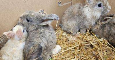 Tragedy as box of 'cold and wet' bunnies abandoned in Greater Manchester park - www.manchestereveningnews.co.uk - Manchester