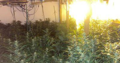 Huge cannabis farm worth £30k uncovered after cops raid house in Greater Manchester - www.manchestereveningnews.co.uk - Manchester - county Lane