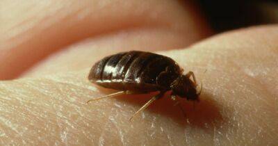 Three 'natural home remedies' to get rid of bed bugs and stop an infestation - www.dailyrecord.co.uk - Beyond