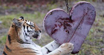 Amur tigers at Blair Drummond safari park enjoy heart-shaped treats ahead of Valentine's Day - www.dailyrecord.co.uk - Scotland - China - Russia - Beyond