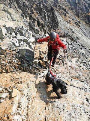 Munro-bagging dog scales 546 Scottish peaks in less than two years - www.dailyrecord.co.uk - Scotland - Beyond