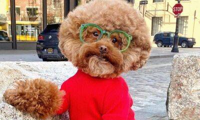Pet of the week: Meet the most adorable Bob Ross impersonator - us.hola.com - New York