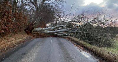 Scotland battered by Storm Otto leaving cars crushed and roads blocked - www.dailyrecord.co.uk - Scotland - city Aberdeen