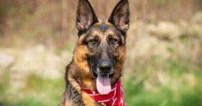 ‘Sweet’ German shepherd who was ‘severely underweight’ searching for home after tough year - www.manchestereveningnews.co.uk - Manchester - Germany