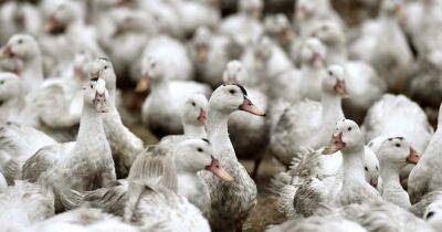 Bird flu testing to start for humans after reports of virus appearing in mammals - www.dailyrecord.co.uk - Britain
