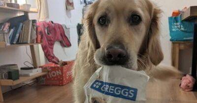 Scots dog obsessed with Greggs stages protests outside shop for sausage roll - www.dailyrecord.co.uk - Scotland - Beyond