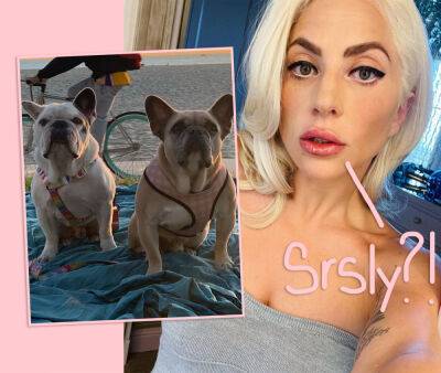 Lady GaGa Dogs: Woman Charged In Kidnapping Sues For 'No Questions Asked' $500,000 Reward! - perezhilton.com - France - Hollywood - county Lafayette