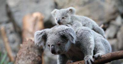 Edinburgh Zoo's new baby koalas pictured in 'adorable' first look - www.dailyrecord.co.uk - Britain - Scotland - Belgium - Beyond