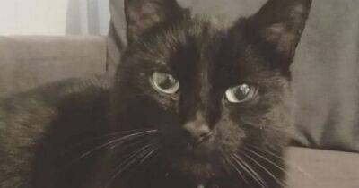 Cat found 600 miles from home after being missing for four months - www.dailyrecord.co.uk - Britain - Scotland - Beyond