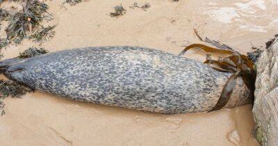 Bird flu discovered in seals in Scotland as carcasses found on coast - www.dailyrecord.co.uk - Britain - Scotland - county Highlands