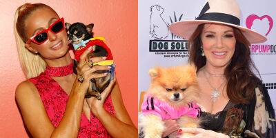 Celebrity Pups: Find Out The Top 10 Dog Breeds Adored by The Stars - www.justjared.com