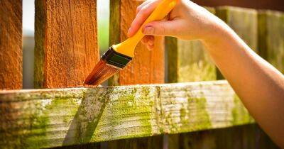 Gardening fans share 'best' 30p hack to remove green mould and algae from fences - www.dailyrecord.co.uk - Britain - county Page - Beyond