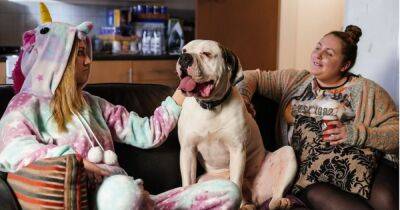 EastEnders' dog Bronson will die in weeks without treatment as owners plead for help - www.ok.co.uk