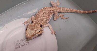 Scots man who starved pet bearded dragon banned from keeping animals for one year - www.dailyrecord.co.uk - Scotland - county Ross