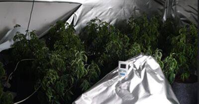 Police discover cannabis farm worth over £200k in raid - www.manchestereveningnews.co.uk - Manchester