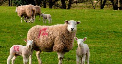 Dumfries and Galloway dog owners urged to take care during lambing season - www.dailyrecord.co.uk
