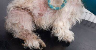 Cruel Scots dog owner left badly matted pooch 'crying out in pain' - www.dailyrecord.co.uk - Scotland - Beyond