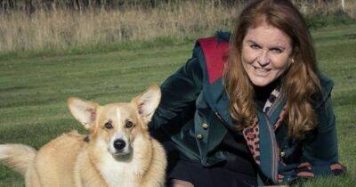 Sarah Ferguson thinks Queen's corgis see her ghost as they 'bark at nothing' - www.ok.co.uk - city Sandy