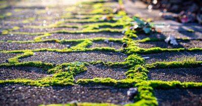 Remove stubborn moss and algae from patios using one 'staple' household ingredient - www.dailyrecord.co.uk - Beyond