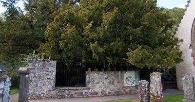 The Scottish tree believed to be 'one of the oldest living things in Europe' - www.dailyrecord.co.uk - Britain - Scotland - Beyond