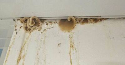 Mushrooms growing from roof of Scots council flat as mum slams grim conditions - www.dailyrecord.co.uk - Scotland - Beyond