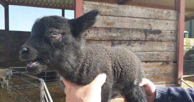 Three lambs just days old stolen from Scots farm as police launch probe - www.dailyrecord.co.uk - Scotland - Beyond
