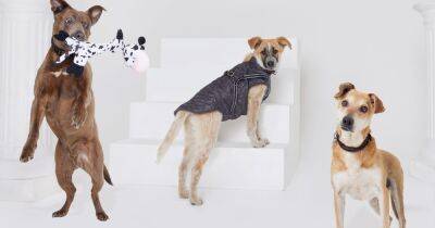 PrettyLittleThing launches new £3 items for dog owners - www.manchestereveningnews.co.uk - Manchester - Romania