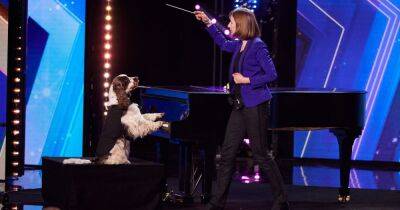 Britain's Got Talent viewers make exact same point over the show's first ever piano playing dog as it's revealed she can play other instruments - www.manchestereveningnews.co.uk - Britain - Manchester