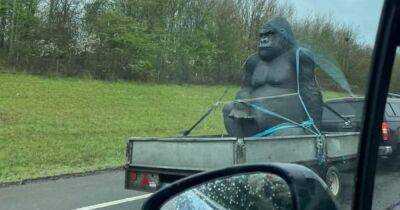 Huge 8ft gorilla statue stolen from Scots garden centre 'spotted on motorway in England' - www.dailyrecord.co.uk - Scotland - Beyond