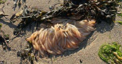 Dog walker stunned after finding pile of rubbery worm-like creatures on beach - www.dailyrecord.co.uk - Scotland - Beyond