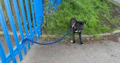 Debate after 'defenceless' dog found tied to RSPCA gates - www.manchestereveningnews.co.uk - Beyond