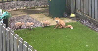 Adorable fox cubs living beneath hot tub for warmth spotted playing in garden - www.dailyrecord.co.uk