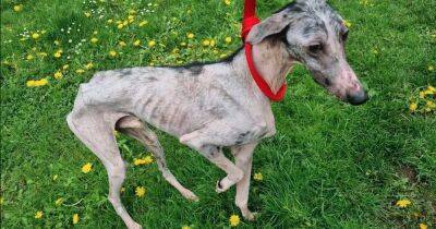 Thinnest dog 'ever seen' by officer discovered barely alive and diseased - www.dailyrecord.co.uk - Beyond