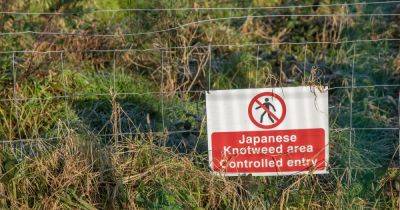 What is Japanese knotweed - how gardeners can banish an invasive and illegal plant - www.dailyrecord.co.uk - Japan - Beyond