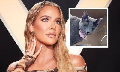 Khloé Kardashian’s adorable cat steals the show in new video: Meet Grey Kitty - us.hola.com