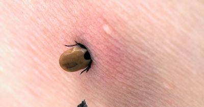 Experts share 'safest way' to remove ticks from skin to prevent complications - www.dailyrecord.co.uk - Scotland