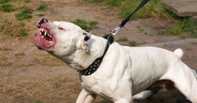 American bulldog mauled owner after running riot in playground - www.dailyrecord.co.uk - Scotland - USA - Beyond