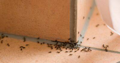 Mrs Hinch fans 'guarantee' ants will stay out of homes with £1 product - www.dailyrecord.co.uk - Beyond