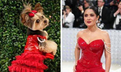 Who wore it best? A rescue pup models a recreation of Salma Hayek’s Met Gala gown - us.hola.com