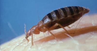 Effective remedies to get rid of bedbugs and stop them invading your home - www.dailyrecord.co.uk