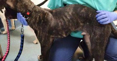 Glasgow couple banned from keeping dogs after 'emaciated' pets rescued from home - www.dailyrecord.co.uk - Scotland - Beyond