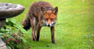Four ways to keep foxes and cats out of your garden with natural repellents - www.dailyrecord.co.uk - Britain - Scotland - Beyond