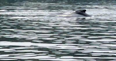 Humpback whale in River Clyde 'distressed' after jet skis get 'too close' as cops launch probe - www.dailyrecord.co.uk - Scotland - Jordan
