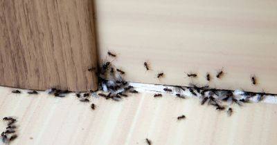 Cheap hack to stop ants from invading your home that pests 'hate' the smell of - www.dailyrecord.co.uk