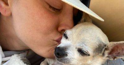 Kaley Cuoco won't let heartbreak stop her rescuing dogs - www.msn.com